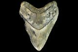 Fossil Megalodon Tooth - North Carolina #109676-1